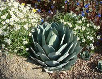 Green Agave Parryi Flower seeds for Planting - Premium Quality, Heirloom & GMO Free Seeds for Home Garden