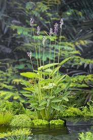 Green Thalia Dealbata Flower Seeds for Planting Fragrant Blossoms Heirloom & GMO Free Seeds for Home Garden
 
 Sale