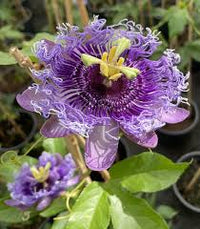 Purple Passiflora Flower seeds for Planting - Cut Flower Favorite, Heirloom & GMO Free Seeds for Home Garden