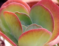 Green Kalanchoe Thyrsiflora Flower seeds for Planting - Sun Loving, Heirloom & GMO Free Seeds for Home Garden