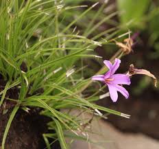 Xerophyta Viscosa Flower seeds for Planting Drought Tolerant Heirloom & GMO Free Seeds for Home Garden