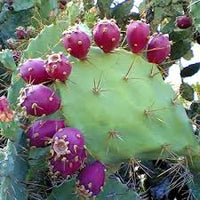 Pink Spineless Opuntia Seeds for Planting  Unique Cactus Variety