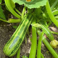 Squash Vegetable Seeds for Planting