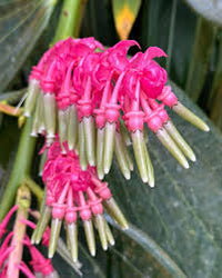 Cavendishia Grandifolia Flower seeds for Planting Bright Blooms Heirloom & GMO Free Seeds for Home Garden