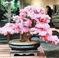 Baby Pink Simsii Bonsai Seeds for Planting Long Bloom Season Heirloom & GMO Free Seeds for Home Garden
 
 Sale