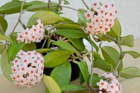 White Hoya Flower Seeds – Drought Tolerant Heirloom & NonGMO for Home Garden
 
 Sale