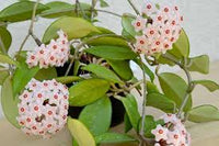 White Hoya Flower Seeds – Drought Tolerant Heirloom & NonGMO for Home Garden
 
 Sale