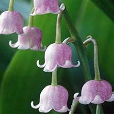 Purple Bell Orchid Flower seeds for Planting - Low Maintenance, Heirloom & GMO Free Seeds for Home Garden