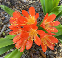 Mixed Clivia Flower seeds for Planting - Shade Tolerant, Heirloom & GMO Free Seeds for Home Garden