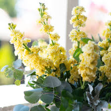 Light Yellow Matthiola Flower Seeds – Vibrant Colors Heirloom & NonGMO Seeds for Home Garden
 
 Sale