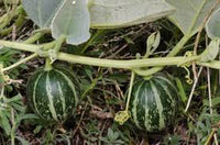 Green Calabazilla Vegetable Seeds for Easy Planting