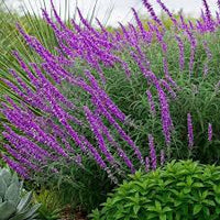 Lavender Barbara Flower seeds for Planting - Colorful Display, Heirloom & GMO Free Seeds for Home Garden