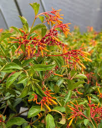 Hamelia Patens Flower seeds for Planting Fragrant Blossoms Heirloom & GMO Free Seeds for Home Garden