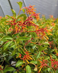 Hamelia Patens Flower seeds for Planting Fragrant Blossoms Heirloom & GMO Free Seeds for Home Garden