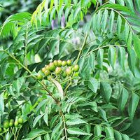 Curry Leaf Vegetable Seeds for Planting