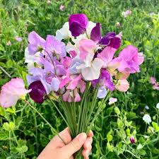 Pea Flower seeds for Planting Bright Blooms Heirloom & GMO Free Seeds for Home Garden