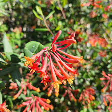 Honeysuckle Flower seeds for Planting - Drought Tolerant, Heirloom & GMO Free Seeds for Home Garden