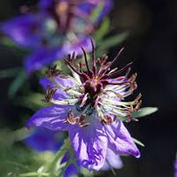 Nigella Hispanica Flower seeds for Planting Easy to Grow Heirloom & GMO Free Seeds for Home Garden