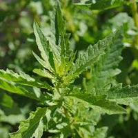 Epazote Dysphania Ambrosioides Seeds – Heirloom Non-GMO Herb for Easy Home Garden Planting