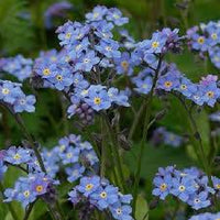 Myosotis Flower seeds for Planting Seasonal Bloomer Heirloom & GMO Free Seeds for Home Garden