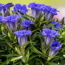 Gentiana Scabra Seeds for Planting - Beautiful Blue Flower Seeds