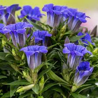 Gentiana Scabra Seeds for Planting - Beautiful Blue Flower Seeds