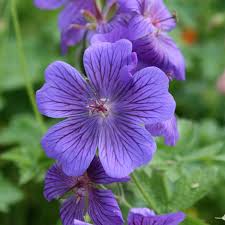 Cranesbill Geranium Flower seeds for Planting - Cut Flower Favorite, Heirloom & GMO Free Seeds for Home Garden