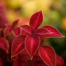 Deep Red Dragon Coleus for Planting Colorful Display Heirloom & GMO Free Seeds for Home Garden
 
 Sale