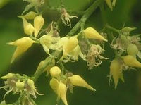 Yellow Hevea Brasiliensis Flower Seeds for Planting