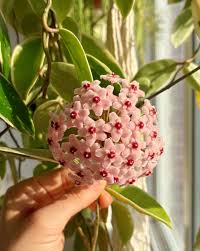 Hoya Kerrii Flower seeds for Planting Drought Tolerant Heirloom & GMO Free Seeds for Home Garden