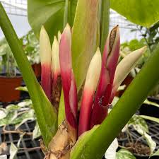 Philodendron Flower seeds for Planting Premium Quality Heirloom & GMO Free Seeds for Home Garden