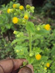 Blumea Flower seeds for Planting - Seasonal Bloomer, Heirloom & GMO Free Seeds for Home Garden