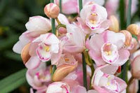 Baby Pink Orchid Flower seeds for Planting - Bright Blooms, Heirloom & GMO Free Seeds for Home Garden