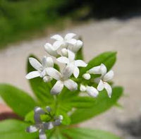 Galium Flower seeds for Planting - Sun Loving, Heirloom & GMO Free Seeds for Home Garden
