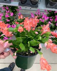 Orange Schlumbergera Flower Planting Seeds - Brighten Your Garden with Stunning Blooms