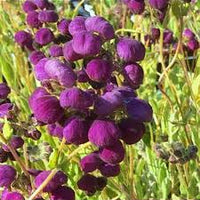Violet Calceolaria Flower Seeds for Planting Cottage Garden Essential Heirloom & GMO Free Seeds for Home Garden
 
 Sale