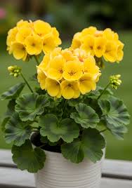 Thick Yellow Geranium Flower seeds for Planting - Garden Favorite, Heirloom & GMO Free Seeds for Home Garden