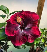 Red Black Hibiscus Flower Seeds for Planting Pollinator Friendly Heirloom & GMO Free Seeds for Home Garden
 
 Sale