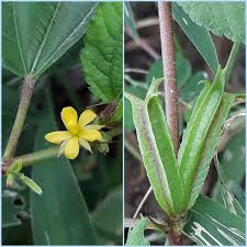 Corchorus Flower Seeds: Essential Planting Guide