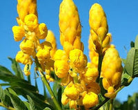 Yellow Candlestick Flower seeds for Planting - Pollinator Friendly, Heirloom & GMO Free Seeds for Home Garden
