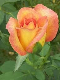 Light Pink & Yellow Rose Seeds for Planting – Heirloom NONGMO Flower Seeds – Easy to Grow Garden Roses 
 
 Sale