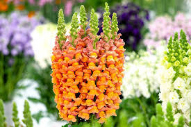 Orange Snapdragon Flower seeds for Planting - Pollinator Friendly, Heirloom & GMO Free Seeds for Home Garden