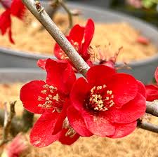 Red Quince Flower seeds for Planting - Shade Tolerant, Heirloom & GMO Free Seeds for Home Garden