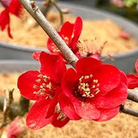 Red Quince Flower seeds for Planting - Shade Tolerant, Heirloom & GMO Free Seeds for Home Garden