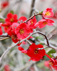 Red Chimonanthus Flower seeds for Planting - Cottage Garden Essential, Heirloom & GMO Free Seeds for Home Garden
