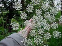 Heracleum Lanatum Flower seeds for Planting Long Bloom Season Heirloom & GMO Free Seeds for Home Garden 
 
 Sale