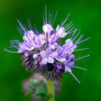 Phacelia Flower seeds for Planting Vibrant Colors Heirloom & GMO Free Seeds for Home Garden