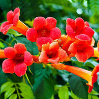 Trompetan Flower Seeds for Easy Planting