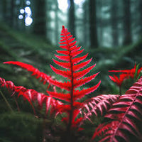 Red Fern for Planting Drought Tolerant Heirloom & GMO Free Seeds for Home Garden
 
 Sale