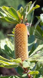 Banksia Flower seeds for Planting Drought Tolerant Heirloom & GMO Free Seeds for Home Garden
